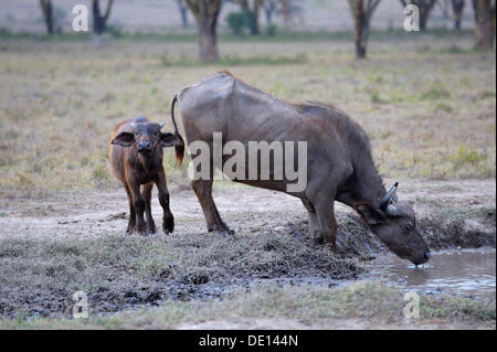 Buffle d'Afrique (Syncerus caffer), vache avec veau nouveau-né, de boire, de Parc National du lac Nakuru, Kenya, Afrique de l'Est, l'Afrique Banque D'Images