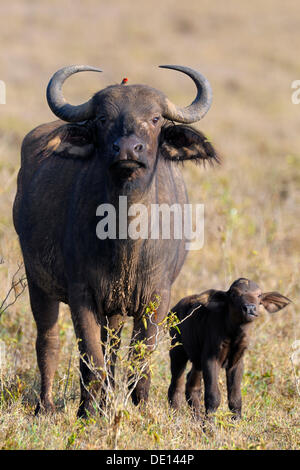 Buffle d'Afrique (Syncerus caffer), vache avec veau nouveau-né, Parc national du lac Nakuru, Kenya, Afrique de l'Est, l'Afrique Banque D'Images