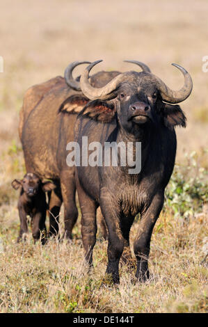 Buffle d'Afrique (Syncerus caffer), vache avec veau nouveau-né, Parc national du lac Nakuru, Kenya, Afrique de l'Est, l'Afrique Banque D'Images