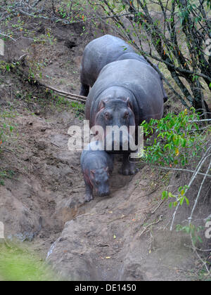 Hippopotame (Hippopotamus amphibius), vache avec veau nouveau-né, Masai Mara National Reserve, Kenya, Afrique de l'Est, l'Afrique Banque D'Images