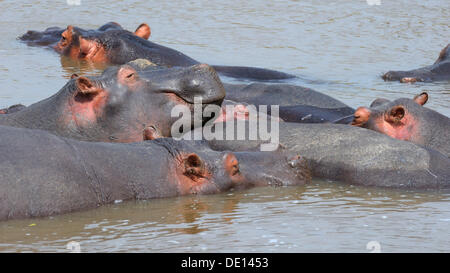 Hippopotame (Hippopotamus amphibius), troupeau reposant dans la rivière Mara, Masai Mara National Reserve, Kenya, Afrique de l'Est, l'Afrique Banque D'Images