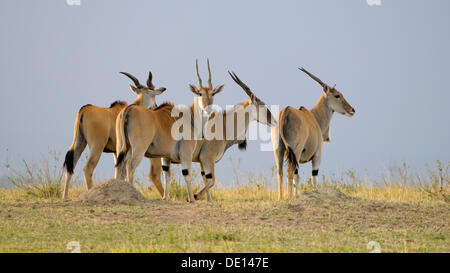 Eland, commune du sud de l'éland du Cap (Taurotragus oryx), l'errance du troupeau paysage, Masai Mara National Reserve, Kenya, Afrique de l'Est