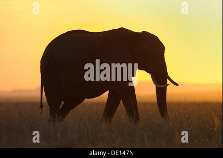 L'éléphant africain (Loxodonta africana) au coucher du soleil, Masai Mara National Reserve, Kenya, Afrique de l'Est, l'Afrique