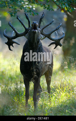 Red Deer (Cervus elaphus), le cerf en rut rugissant, Jaegersborg, Danemark, Scandinavie, Europe Banque D'Images