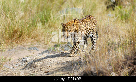 Leopard (Panthera pardus), Masai Mara National Reserve, Kenya, Africa Banque D'Images