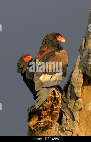 Bateleur (Terathopius ecaudatus), paire dans la lumière du soir, Masai Mara National Reserve, Kenya, Africa Banque D'Images