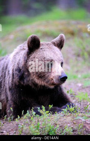 Ours brun (Ursus arctos), mâle adulte, portrait, la Carélie, l'Est de la Finlande, Finlande, Europe Banque D'Images