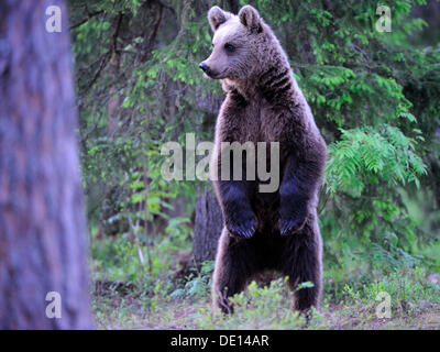 Ours brun (Ursus arctos), femme debout sur ses pattes arrière pour sécuriser, Carélie, dans l'Est de la Finlande, Finlande, Europe Banque D'Images