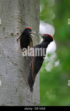 Pic noir (Dryocopus martius) au nid avec les poussins dans un hêtre (Fagus sylvatica), Biosphaerenreservat Alb Schwaebische Banque D'Images