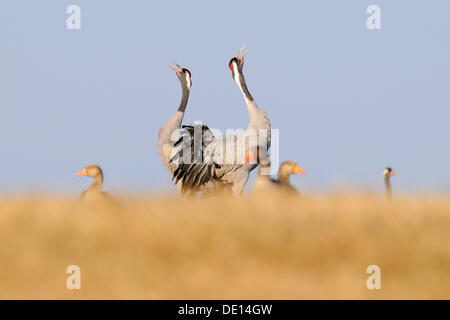 Eurasienne ou communes Grues (Grus grus), appelant de couples nicheurs, gris oies (Anser anser) à l'avant, le lac Hornborga, Hornborgasjoen Banque D'Images