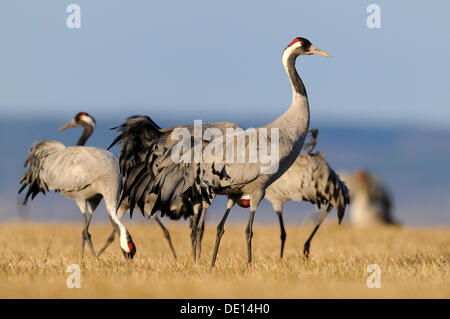 Eurasienne ou communes Grues (Grus grus), à roost, lac Hornborga, Hornborgasjoen, Vaestergoetland, Suède, Scandinavie, Europe Banque D'Images