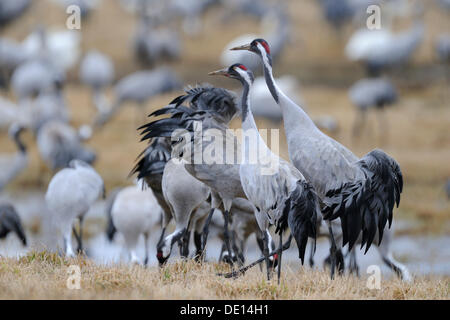 Eurasienne ou communes Grues (Grus grus), à roost, couple reproducteur dominant s à l'avant, le lac Hornborga, Hornborgasjoen Banque D'Images