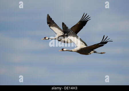 Eurasienne ou communes Grues (Grus grus), du nombre de couples nicheurs en vol, le lac Hornborga, Hornborgasjoen, Vaestergoetland, Suède Banque D'Images