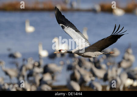 Eurasienne ou communes Grues (Grus grus), à roost, Grue en vol, le lac Hornborga, Hornborgasjoen, Vaestergoetland, Suède Banque D'Images