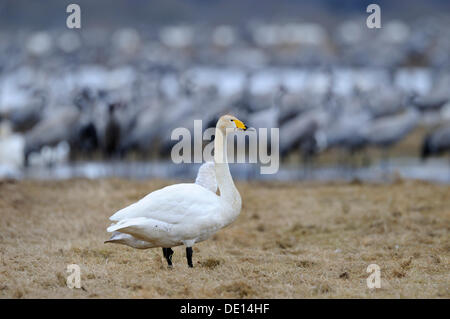 Cygne chanteur (Cygnus cygnus) et de Grues (Grus grus), aire de repos, Hornborgasjoen, Vaestergoetland, Suède, Scandinavie, Europe Banque D'Images