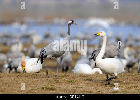 Cygne chanteur (Cygnus cygnus) et de Grues (Grus grus), aire de repos, Hornborgasjoen, Vaestergoetland, Suède, Scandinavie, Europe Banque D'Images