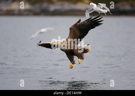 Pygargue à queue blanche ou la mer blanche (Haliaeetus albicilla) et Goéland ou Mew Gull (Larus canus) ensemble de chasse, Flatanger Banque D'Images