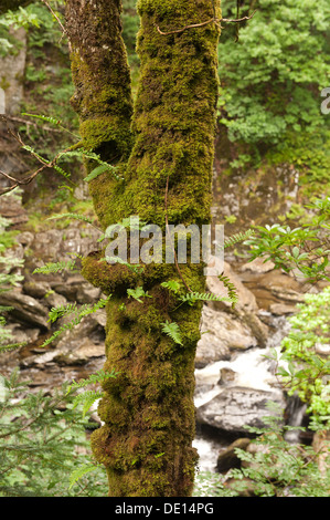 La protection bien établi avec des bois forêt de chênes sessiles couvert de lichens et de fougères et mousses automne Devils Bridge Banque D'Images