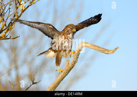 Buse variable (Buteo buteo), grimpant jusqu'à sa direction générale de la réserve de biosphère, lookout, Jura souabe, Bade-Wurtemberg Banque D'Images