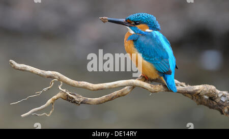 Kingfisher (Alcedo atthis) reposant sur son affût succursale après creuser dehors un trou de reproduction, la biosphère, le Jura souabe Banque D'Images