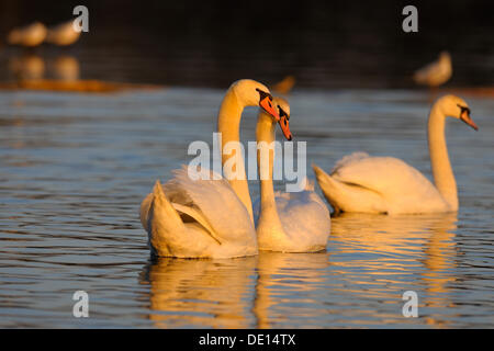 Mute Swan (Cygnus olor), au cours d'une paire, parade dans la dernière lumière du jour, les zones humides du Danube, Donauauen, Ulm Banque D'Images