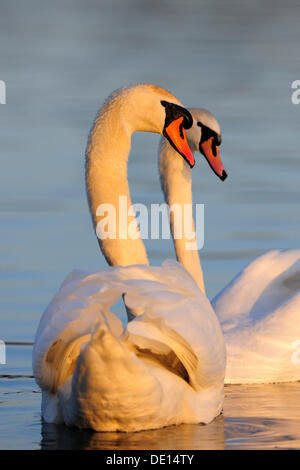 Mute Swan (Cygnus olor), au cours d'une paire, parade dans la dernière lumière du jour, les zones humides du Danube, Donauauen, Ulm Banque D'Images