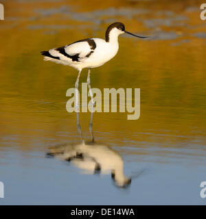 Avocette élégante (Recurvirostra avosetta), avec sa réflexion, Texel, Îles des Wadden, Pays-Bas, Hollande, Europe Banque D'Images