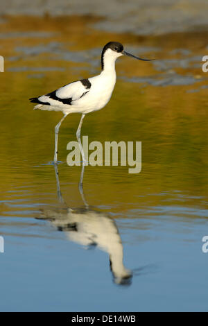 Avocette élégante (Recurvirostra avosetta), avec sa réflexion, Texel, Îles des Wadden, Pays-Bas, Hollande, Europe Banque D'Images