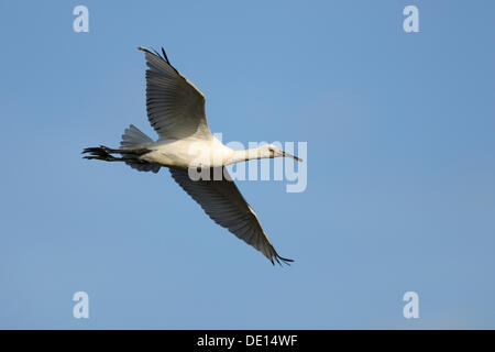 Spatule blanche Spatule blanche ou conjoint (Platalea leucorodia), jeune oiseau en vol, Texel, Îles des Wadden, Pays-Bas, Holland Banque D'Images