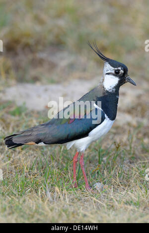 Le nord de sociable, Vanneau ou Vert (Vanellus vanellus), Texel, Îles des Wadden, Pays-Bas, Hollande, Europe Banque D'Images