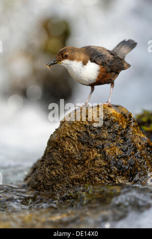 White-throated Dipper (Cinclus cinclus), avec un insecte aquatique dans son bec, Jura souabe, la Réserve de biosphère de Bade-Wurtemberg Banque D'Images