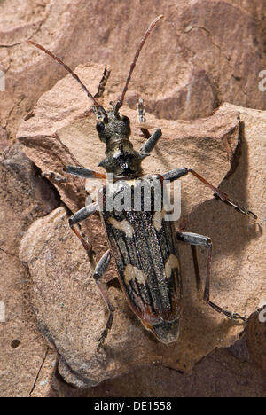 Deux bandes de longicorne asiatique (Rhagium bifasciatum) Moenchbruch, réserve naturelle, Hesse Banque D'Images