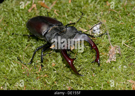 Stag beetle (Lucanus cervus), homme, sur la mousse, Dreieichenhain, Hesse Banque D'Images
