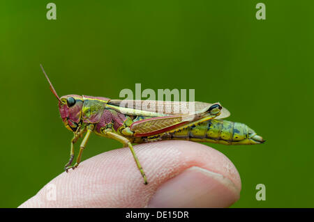 Le criquet (Mecostethus grossus), femme, Moenchbruch réserve naturelle, Hesse Banque D'Images