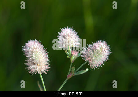 Haresfoot, trèfle trèfle ou Pierre Rabbitfoot trèfle (Trifolium arvense) Banque D'Images