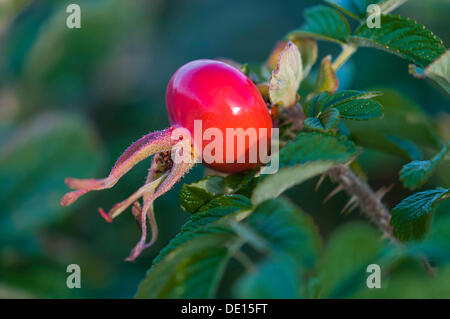 De Rose Musquée un Rugosa Rose ou Beach Tomato (Rosa rugosa) Banque D'Images