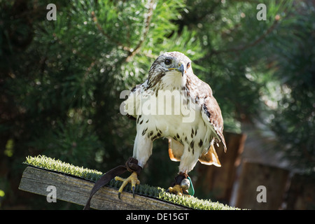 Le faucon sacre (Falco cherrug) est un très grand pèlerin. Banque D'Images
