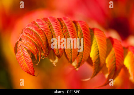 Vinaigrier (Rhus typhina), close-up de feuilles en couleurs d'automne Banque D'Images