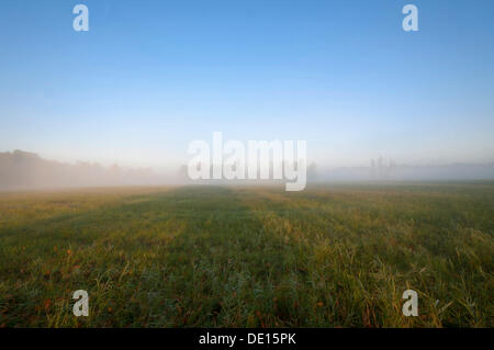 Morning Mist sur les champs, l'humeur d'automne dans Moenchbruch Réserve Naturelle, Hesse Banque D'Images