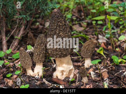 Morille noire Morchella elata) (sur le paillis d'écorce, de fruits, de champignons comestibles, Frankfurt am Main, Hesse, Allemagne Banque D'Images