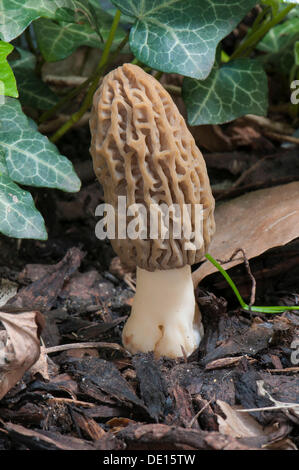 Morille noire Morchella elata) (sur le paillis d'écorce, de fruits, de champignons comestibles, Frankfurt am Main, Hesse, Allemagne Banque D'Images