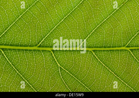 Structure d'une feuille de châtaignier (Castanea sativa) en lumière transmise, détail Banque D'Images