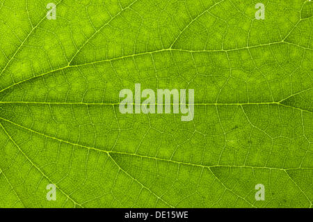 La structure des feuilles d'une grande ortie (Urtica dioica) en lumière transmise, détail Banque D'Images