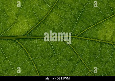 La structure des feuilles d'un chêne pédonculé (Quercus robur), détail, Frankfurt am Main, Hesse, Allemagne Banque D'Images