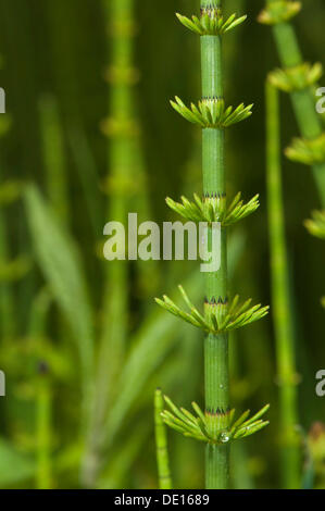 La prêle des marais (Equisetum fluviatile), d'une tige, Schmittroeder Wiesen Réserve Naturelle, KELKHEIM (Taunus), Hesse Banque D'Images