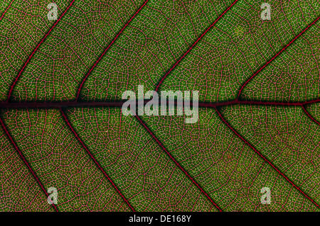 La structure des feuilles de the Copper Beech (Fagus sylvatica f. purpurea), détail, Allemagne Banque D'Images