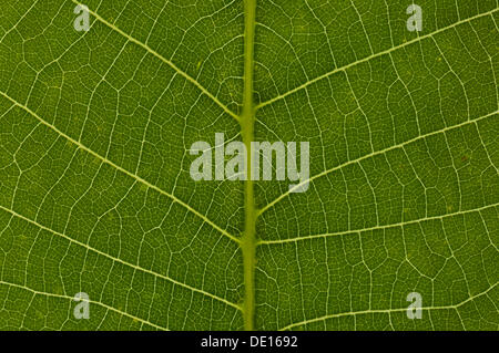 La structure des feuilles de noyer le orCommon noyer (Juglans regia), détail, Allemagne Banque D'Images