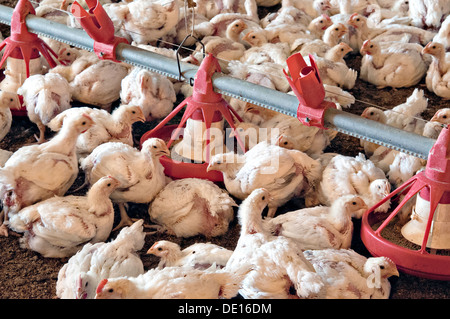 Les poulets sur la surface d'une exploitation avicole commerciale le 22 août 2013 dans Luling, Texas. Banque D'Images