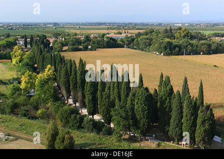 Route bordée de cyprès, le long de la Via Sacra, fouilles de l'ancienne cité romaine port fluvial sur la rivière Natisone, Aquileia près de Grado Banque D'Images