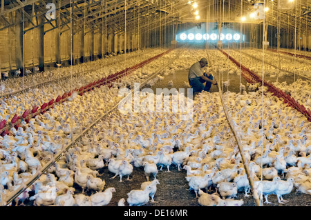Les poulets sur la surface d'une exploitation avicole commerciale le 22 août 2013 dans Luling, Texas. Banque D'Images